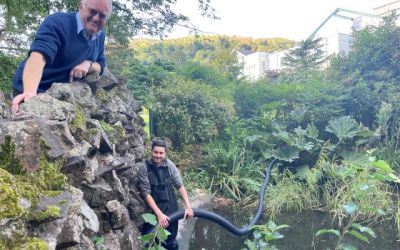 Work starts to drain upper pond in Priory Park