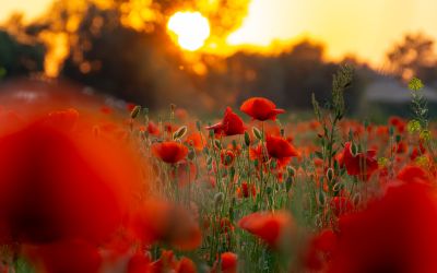 Remembrance Day services across the Malvern Hills 2025