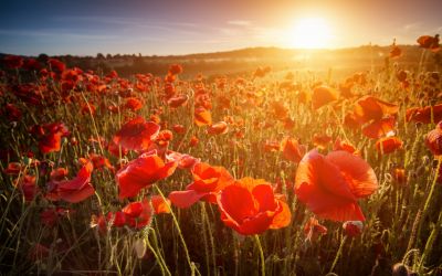 Remembrance Day services across the Malvern Hills 2023